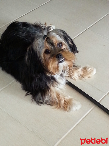 Yorkshire Terrier, Köpek  Thora fotoğrafı