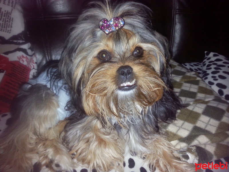 Yorkshire Terrier, Köpek  Thora fotoğrafı