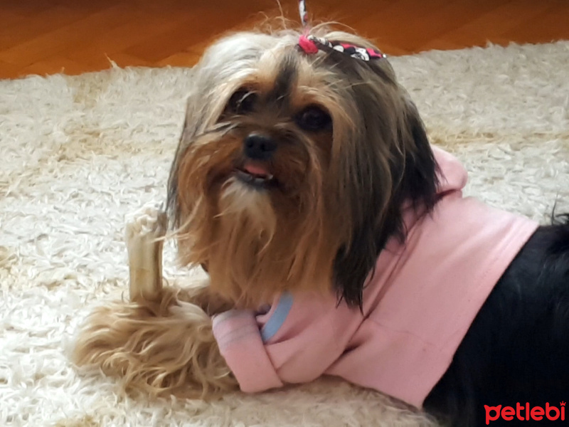 Yorkshire Terrier, Köpek  Thora fotoğrafı