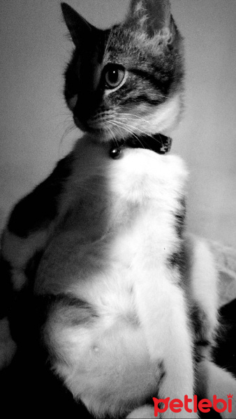 Tekir Kedi, Kedi  Çakır fotoğrafı