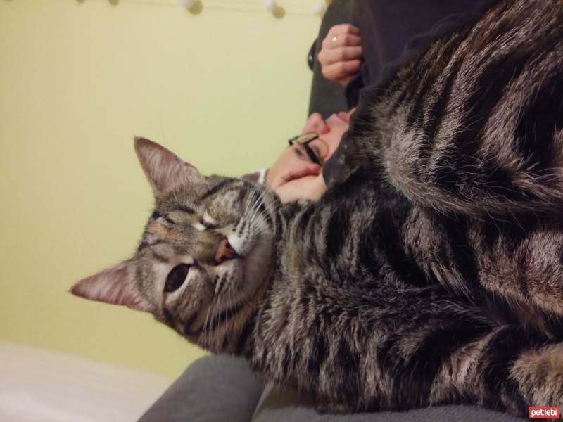 Tekir Kedi, Kedi  Minnaz fotoğrafı