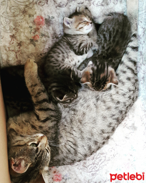 Ankara Kedisi, Kedi  Minnak fotoğrafı