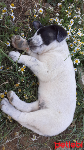 Akbaş, Köpek  çakıl-bambam-barney fotoğrafı