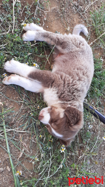 Akbaş, Köpek  çakıl-bambam-barney fotoğrafı