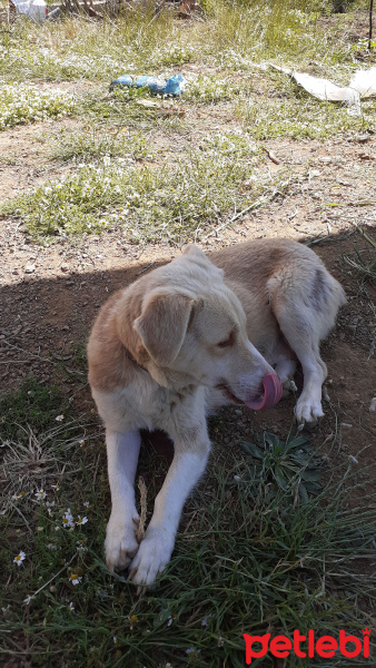 Akbaş, Köpek  çakıl-bambam-barney fotoğrafı