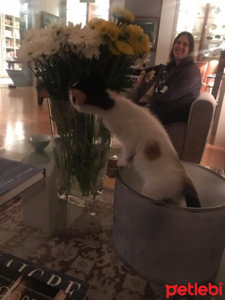 Oriental Longhair, Kedi  ÜZÜM fotoğrafı