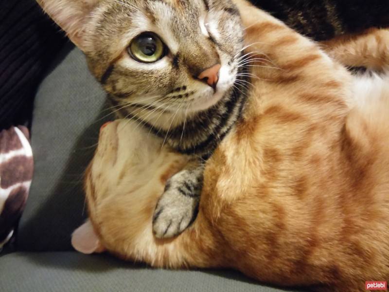 Tekir Kedi, Kedi  Minnaz fotoğrafı