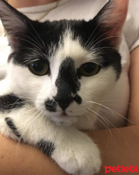 Tuxedo (Smokin) Kedi, Kedi  Deniz fotoğrafı