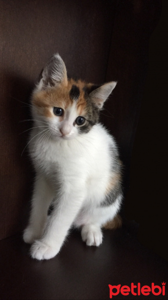 Tekir Kedi, Kedi  Kedi fotoğrafı