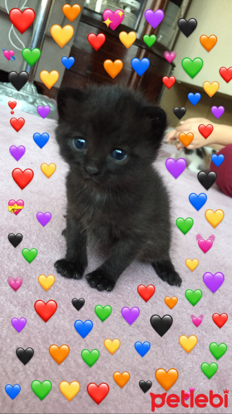 Tekir Kedi, Kedi  Kedi fotoğrafı