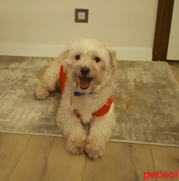 Maltese, Köpek  Paspas fotoğrafı