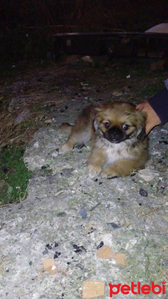 Pekingese, Köpek  Pekinez fotoğrafı
