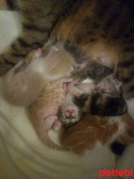 Tekir Kedi, Kedi  Mia nin yavrulari fotoğrafı