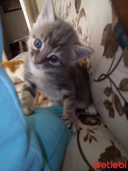 Tekir Kedi, Kedi  Mia nin yavrulari fotoğrafı