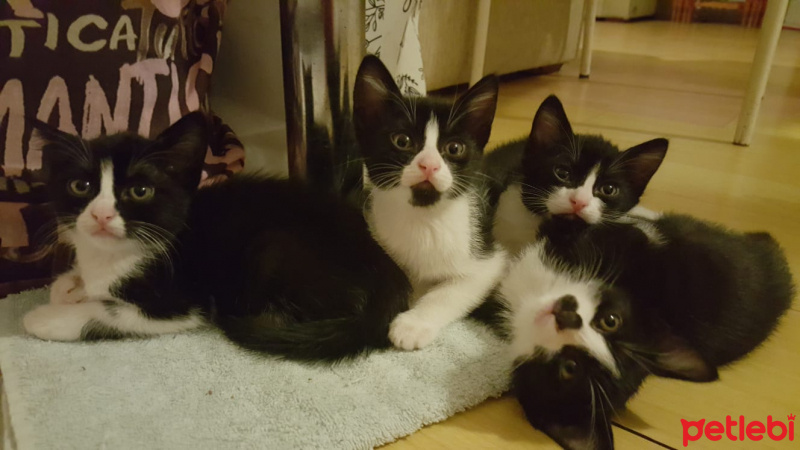 Tuxedo (Smokin) Kedi, Kedi  Yavru kediler (tuvalet eğitimi tam) fotoğrafı