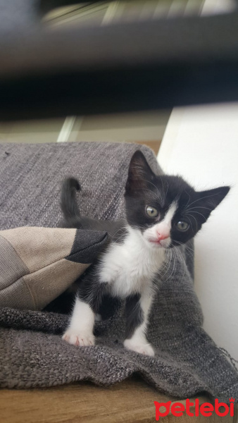 Tuxedo (Smokin) Kedi, Kedi  Yavru kediler (tuvalet eğitimi tam) fotoğrafı