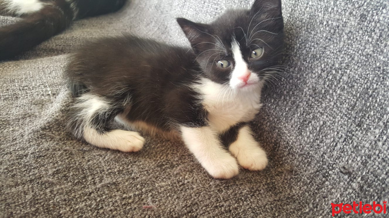 Tuxedo (Smokin) Kedi, Kedi  Yavru kediler (tuvalet eğitimi tam) fotoğrafı