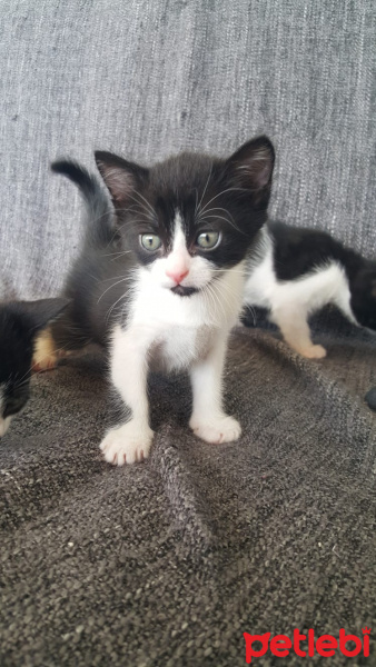 Tuxedo (Smokin) Kedi, Kedi  Yavru kediler (tuvalet eğitimi tam) fotoğrafı