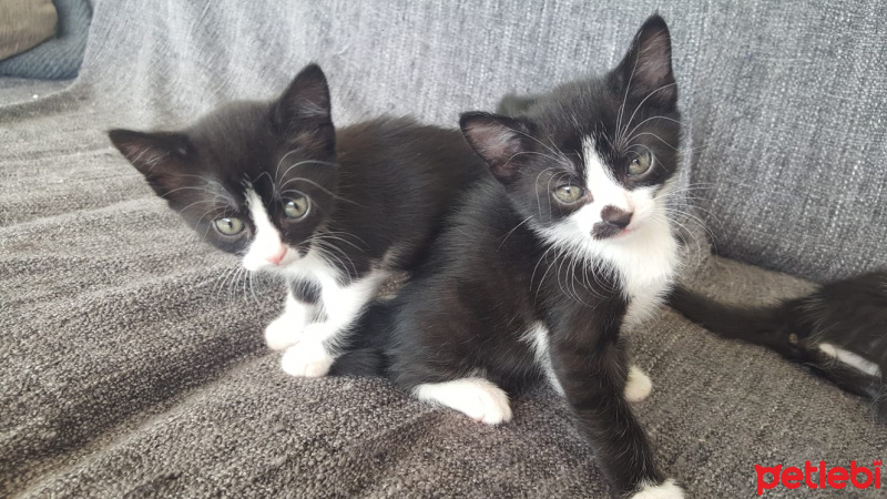 Tuxedo (Smokin) Kedi, Kedi  Yavru kediler (tuvalet eğitimi tam) fotoğrafı