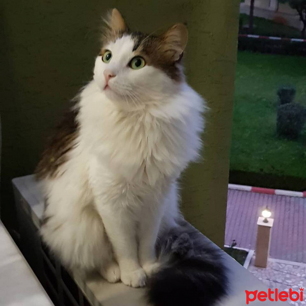 Norwegian Forest, Kedi  Merlin fotoğrafı