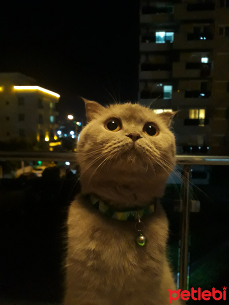 Scottish Fold, Kedi  Rasha fotoğrafı