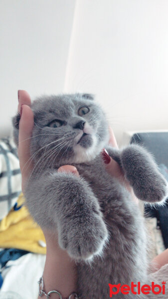 Scottish Fold, Kedi  Hera fotoğrafı