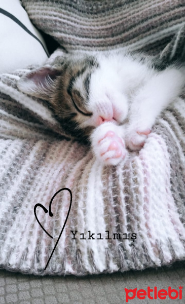 Tekir Kedi, Kedi  Öksüz fotoğrafı