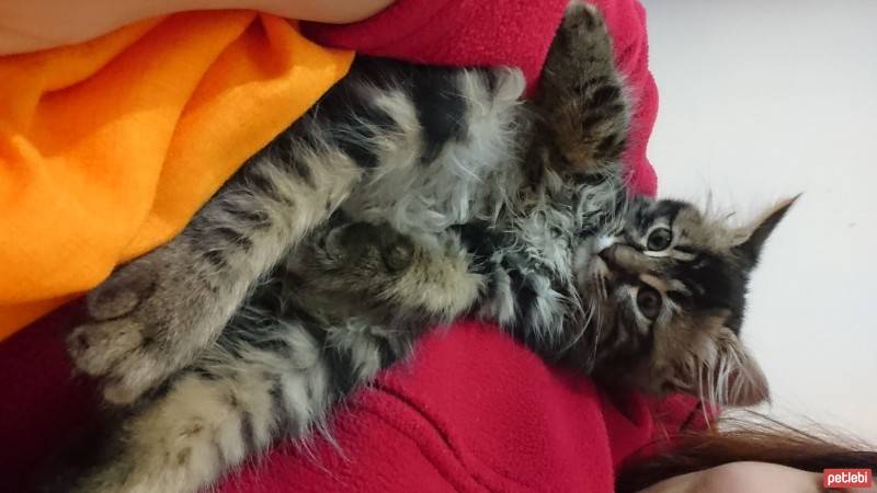 Tekir Kedi, Kedi  Alex fotoğrafı