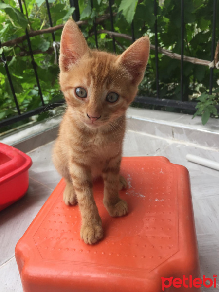Tekir Kedi, Kedi  chuck fotoğrafı