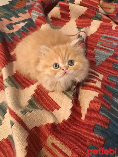 İran Kedisi (Persian), Kedi  neslehan fotoğrafı