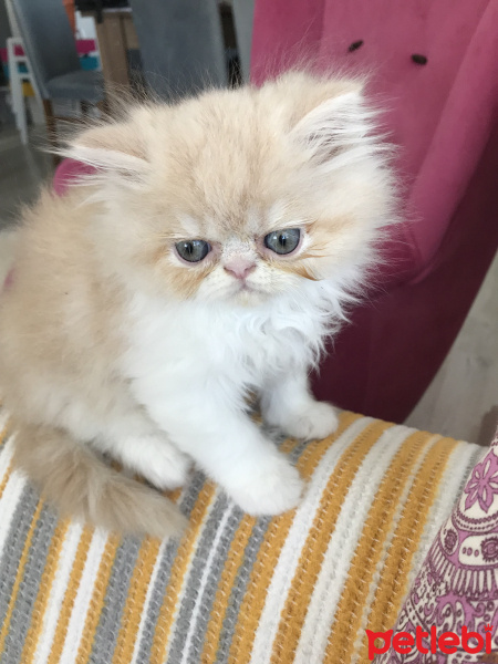 İran Kedisi (Persian), Kedi  neslehan fotoğrafı