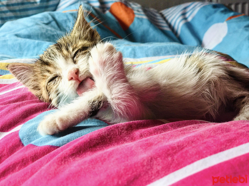 Tekir Kedi, Kedi  ŞANS fotoğrafı