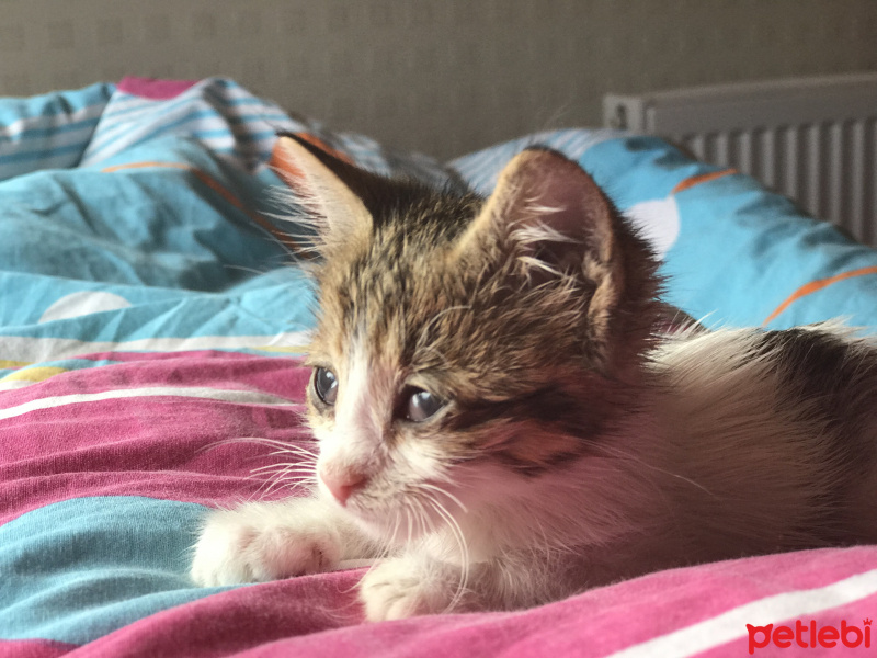Tekir Kedi, Kedi  ŞANS fotoğrafı