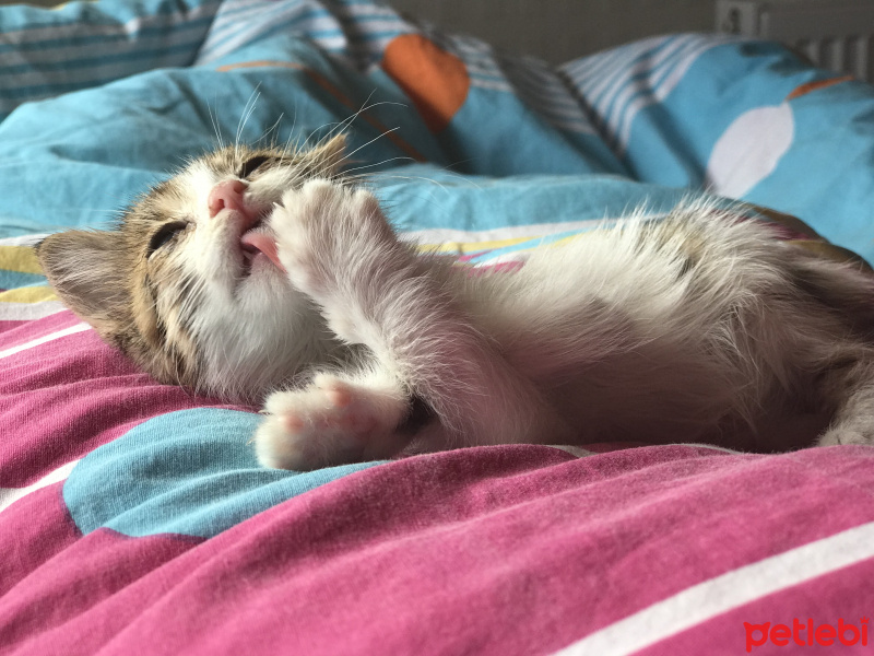 Tekir Kedi, Kedi  ŞANS fotoğrafı
