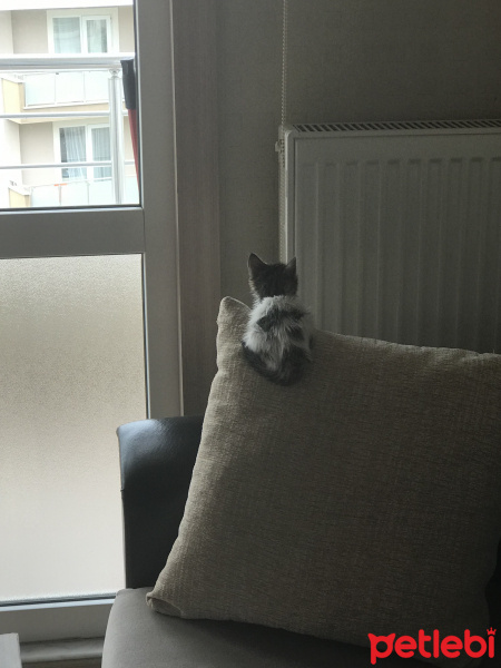 Tekir Kedi, Kedi  ŞANS fotoğrafı