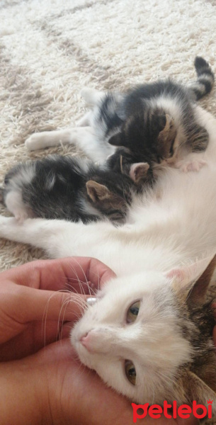 Tekir Kedi, Kedi  Lily fotoğrafı