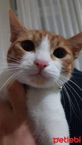 Tekir Kedi, Kedi  Zibidi fotoğrafı