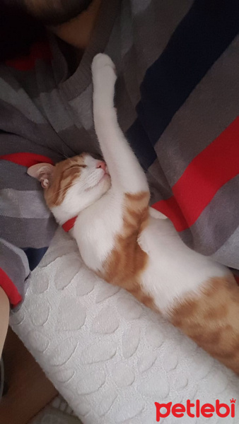 Tekir Kedi, Kedi  Zibidi fotoğrafı