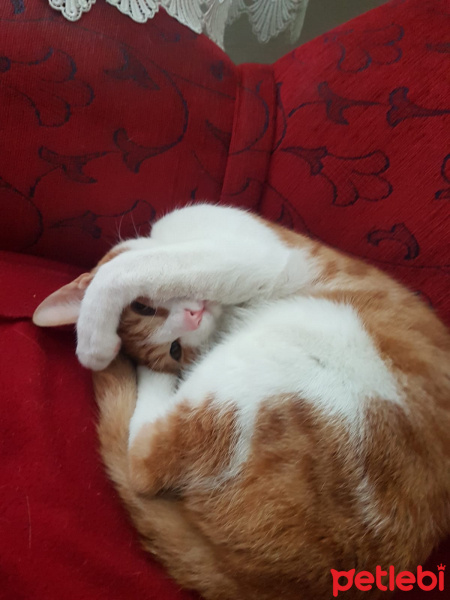 Tekir Kedi, Kedi  Zibidi fotoğrafı