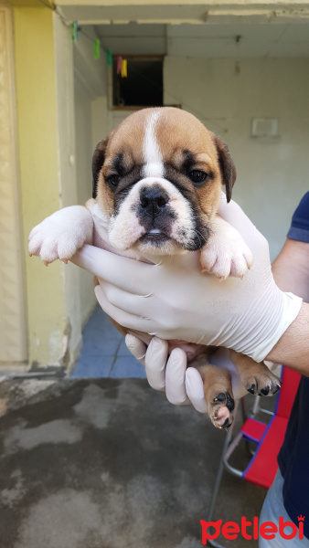 İngiliz Bulldog, Köpek  Vecihi fotoğrafı