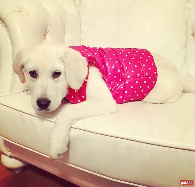 Labrador Retriever, Köpek  İmroz  fotoğrafı