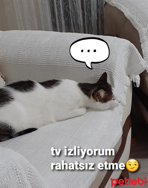 Tekir Kedi, Kedi  Ponçik fotoğrafı