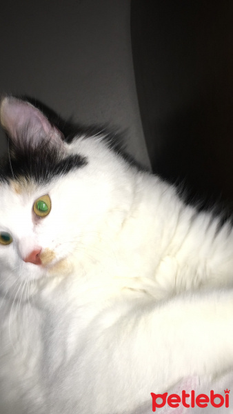 Tekir Kedi, Kedi  Venüs fotoğrafı