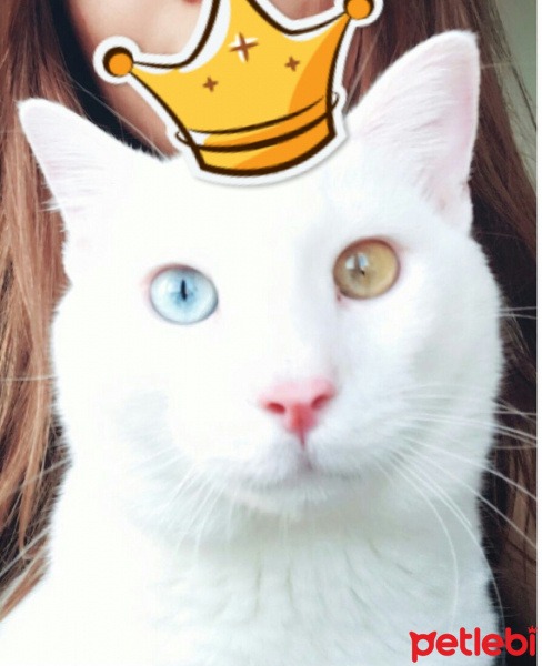 Van Kedisi, Kedi  Bulut fotoğrafı