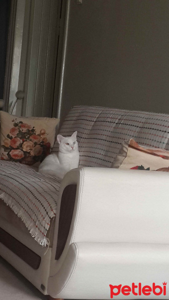 Van Kedisi, Kedi  Bulut fotoğrafı