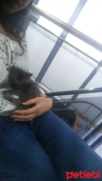 Chinchilla, Kedi  PRENSES fotoğrafı