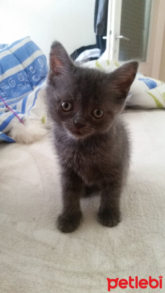 Chinchilla, Kedi  PRENSES fotoğrafı