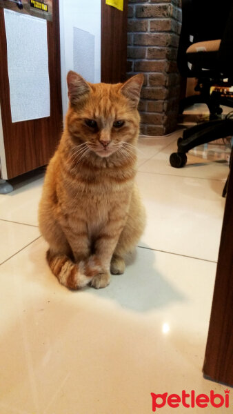 Chinchilla, Kedi  PRENSES fotoğrafı