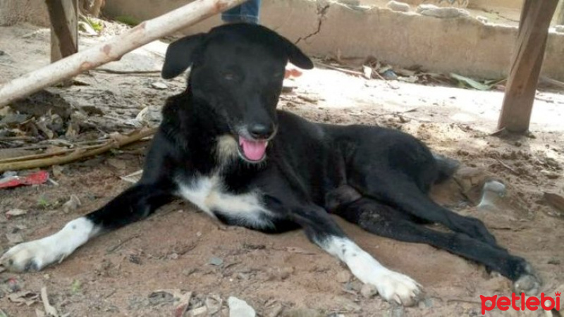 Sokö (Sokak Köpeği), Köpek  Pinpoon fotoğrafı