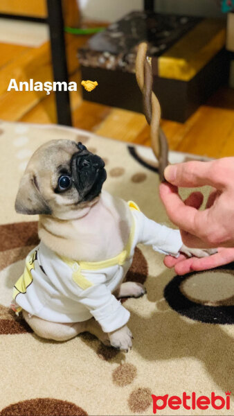 Pug, Köpek  Tomris fotoğrafı